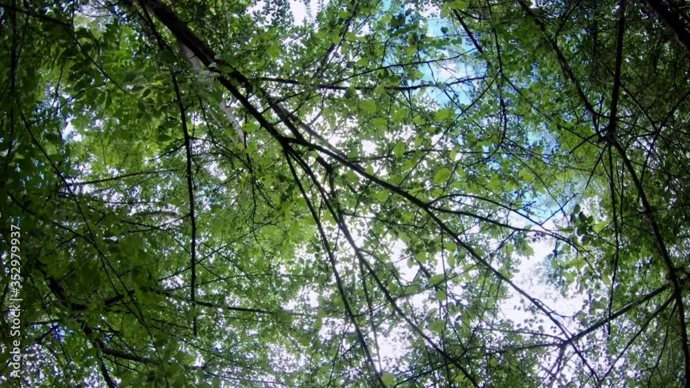 Dolly While Looking Up in Tree Branches and Sky Dolly While Looking Up in Tree Branches and Sky