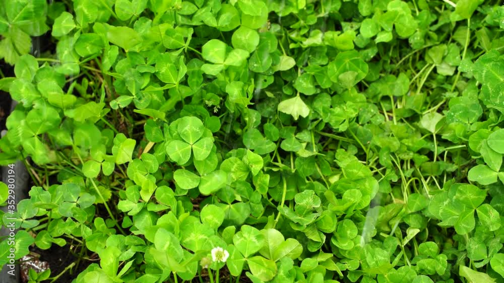 green juicy clover leaves are watered with watering water green juicy clover leaves are watered with watering water