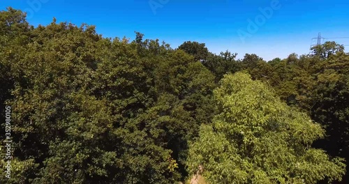 Flying over a field of lavenders, Wanstead Park, Epping Forest, City of London photo