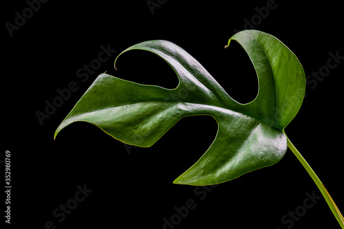 Close-up on a Rhapidophora tetrasperma (monstera minima) leaf on a black background. Exotic abstract houseplant detail. photo