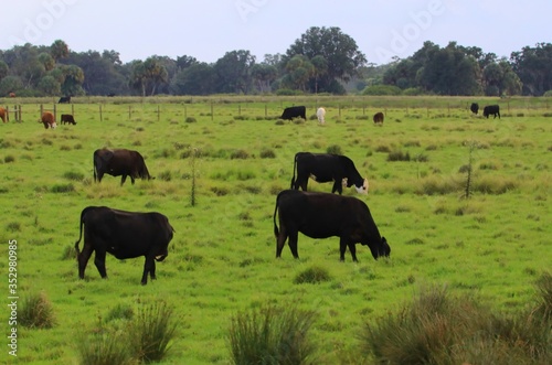 Field of grazing livestock cows 
