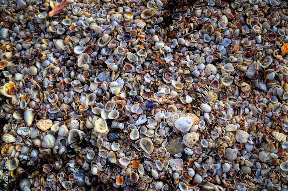 Seashells Seashore Seashells Seashore