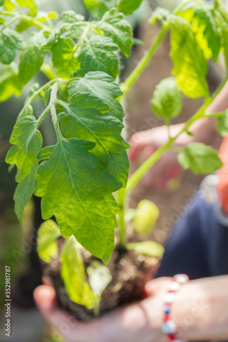 Tomato seedlings are planted in a greenhouse in the summer in the garden