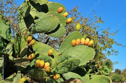 Sicilian wild prickly pear plants with orange yellow fruits ripe fresh blue sky mediterranean bush