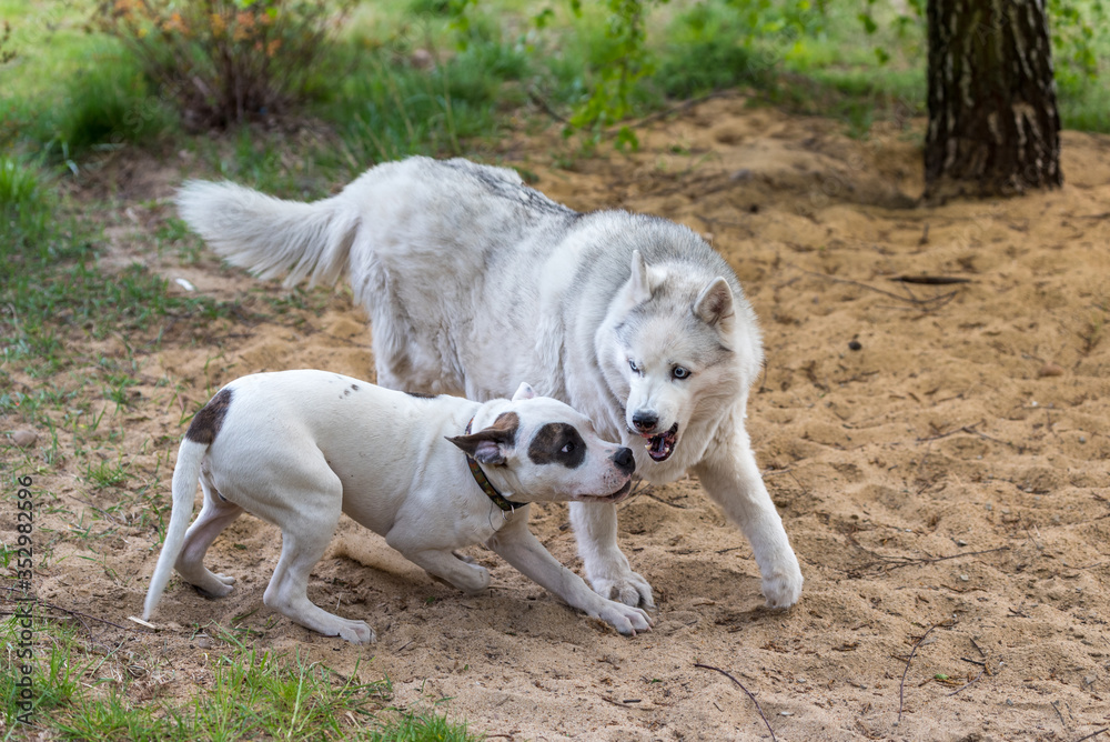 Dogs play. Calming signals for animals. Old dog and young puppy. Domination between canine individuals.