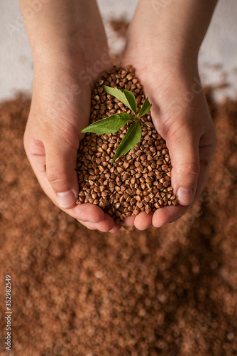 buckwheat, proper nutrition, buckwheat diet