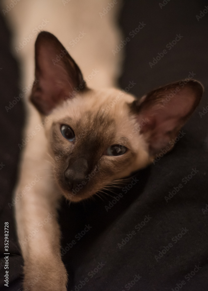 Siamese kitten closeup
