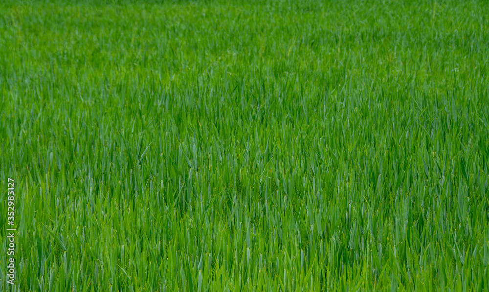 plot with green wheat