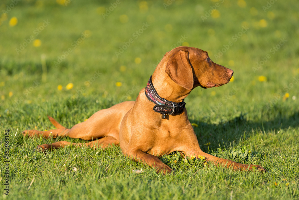 The Hungarian pointer is down and resting briefly during the afternoon training. The Hungarian pointer is down and resting briefly during the afternoon training.