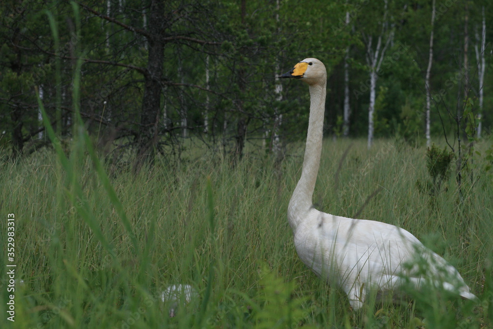 Whooper swan (Cygnus cygnus), also known as the common swan captured in the North of Belarus Whooper swan (Cygnus cygnus), also known as the common swan captured in the North of Belarus