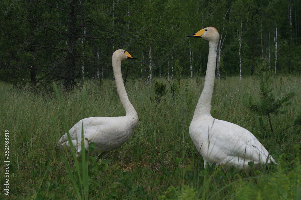 Whooper swan (Cygnus cygnus), also known as the common swan captured in the North of Belarus Whooper swan (Cygnus cygnus), also known as the common swan captured in the North of Belarus