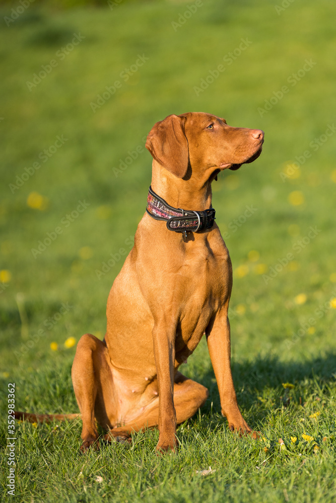 The Hungarian pointer sat down on a command and waits for further developments.