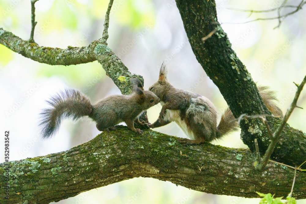 Fototapeta premium 母リスと子リス