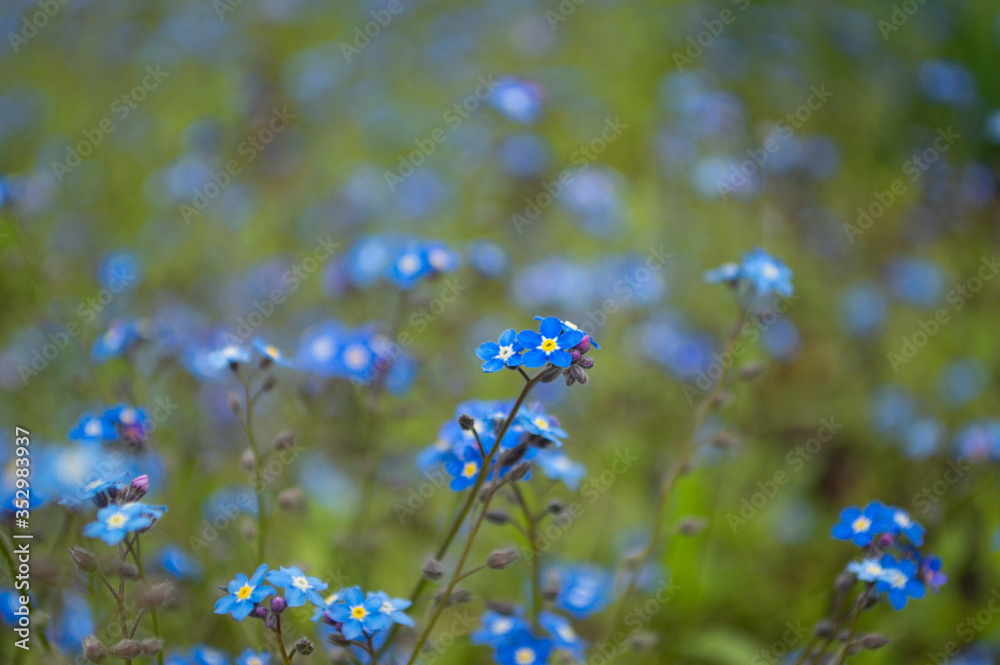 Blue myosotis flowers on a spring day. Blue myosotis flowers on a spring day.