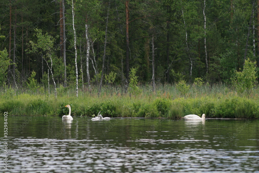Whooper swan (Cygnus cygnus), also known as the common swan captured in the North of Belarus