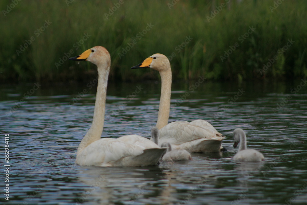 Whooper swan (Cygnus cygnus), also known as the common swan captured in the North of Belarus Whooper swan (Cygnus cygnus), also known as the common swan captured in the North of Belarus