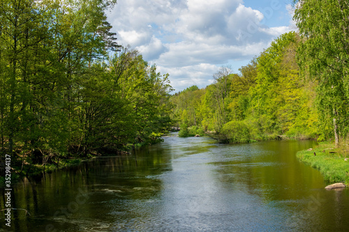 river in the forest