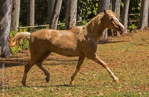 horses loose in pastures © Clio