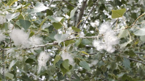 poplar fluff on the branches. swaying in the strong wind