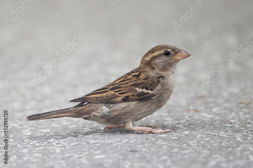 Close up portrait of house sparrow female
