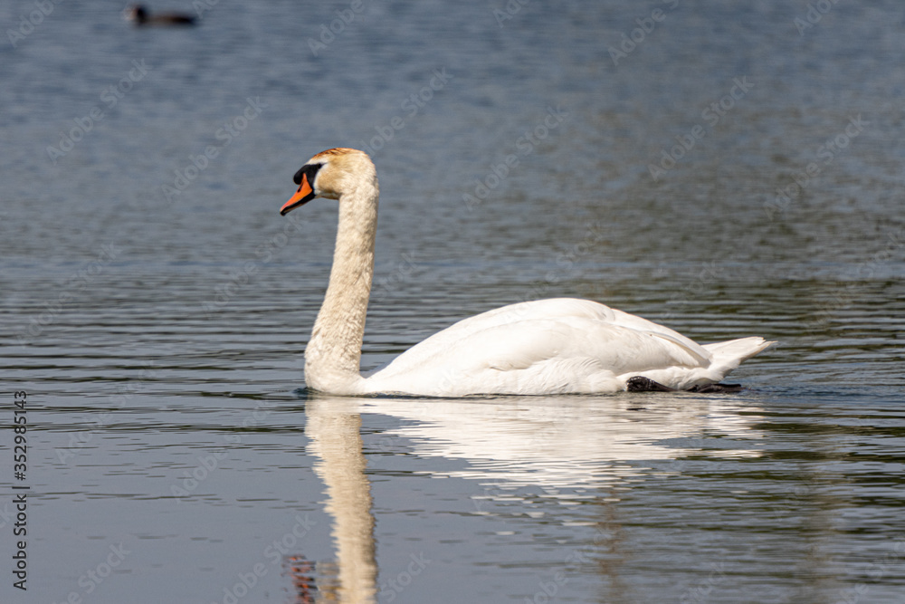 Fototapeta premium Dordrecht Biesbos Water birds