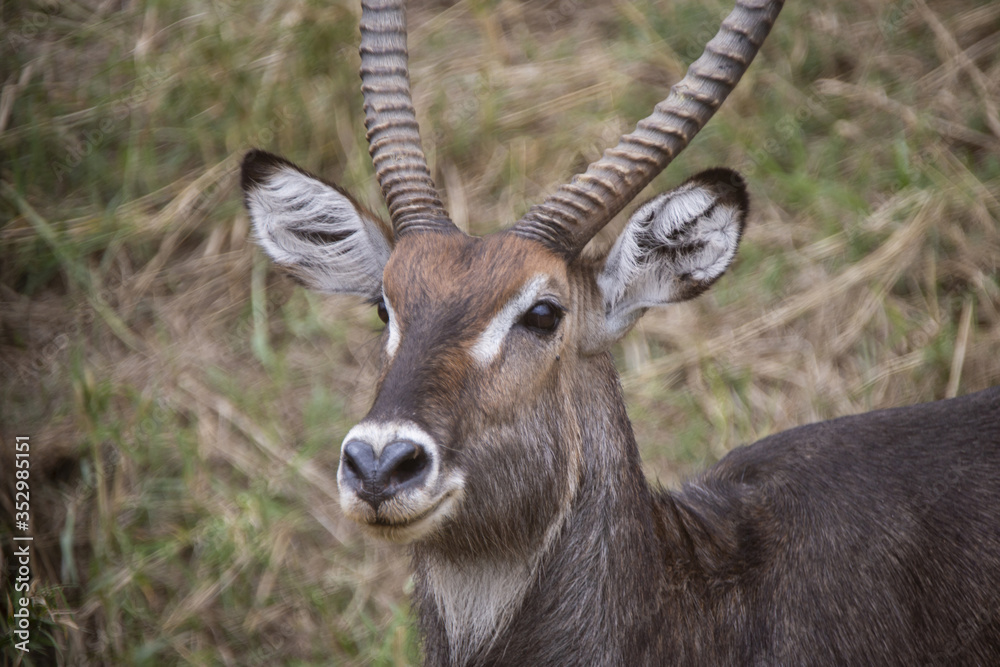 close up of waterbuck head in the wild in africa