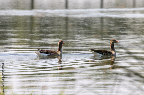 Dordrecht Biesbos Water birds
