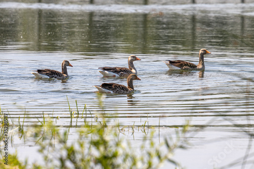 Dordrecht Biesbos Water birds