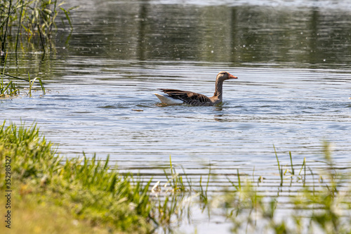 Dordrecht Biesbos Water birds