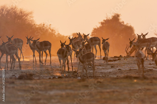 Impala in the sunset in Botswana