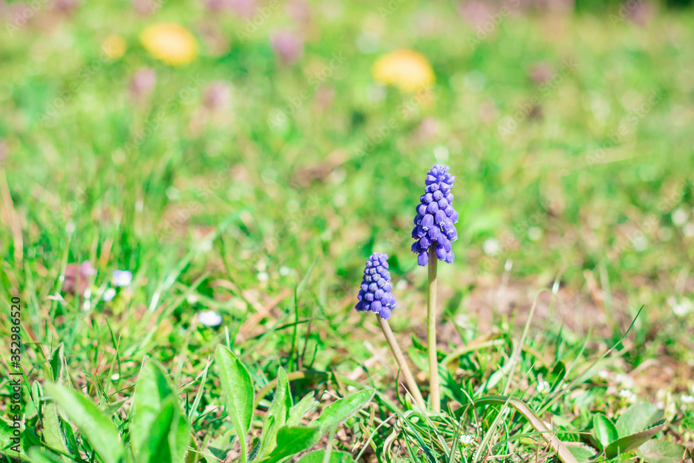 Muscari flower. Muscari flowers in warm sunshine on a blurred background. Muscari armeniacum.Grape Hyacinths. Spring flowers Muscari flower. Muscari flowers in warm sunshine on a blurred background. Muscari armeniacum.Grape Hyacinths. Spring flowers