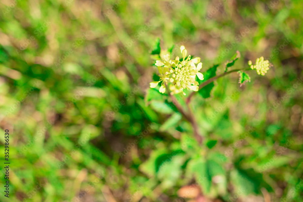 medicinal yellow plant in the field, medicinal plants, medicinal plant flowers. medicinal yellow plant in the field, medicinal plants, medicinal plant flowers.