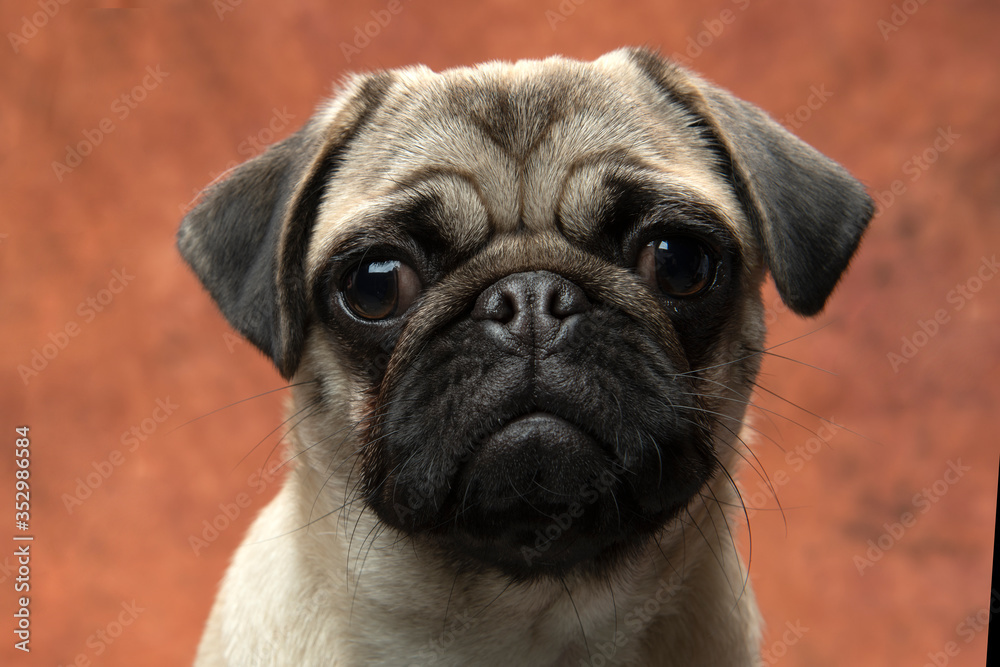 Close-up of Pug