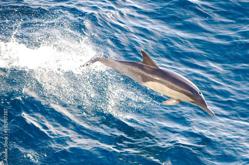 Long Beaked Common Dolphin (Delphinus capensis) in San Diego Leaping from Water