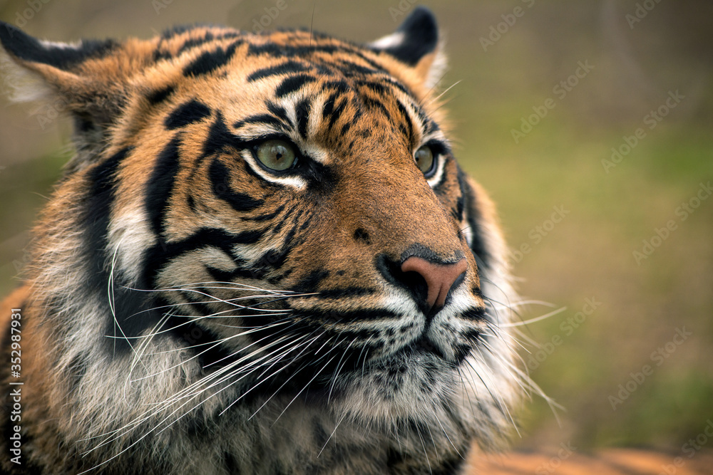 Tiger, portrait of a bengal tiger. Tiger, portrait of a bengal tiger.