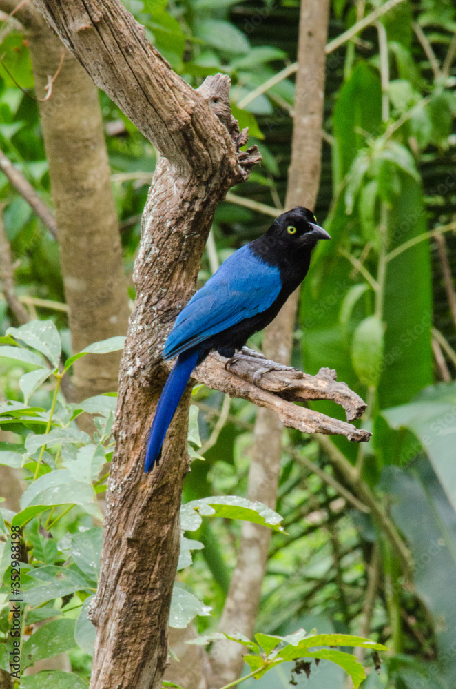 Obraz premium A blue tropical bird sits on a branch.