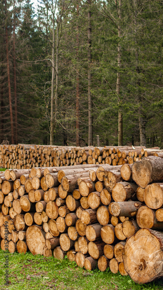 Piles of stacked wood logs with living pine trees as background.