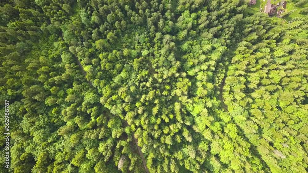 Top down aerial view of green summer forest with many fresh trees.