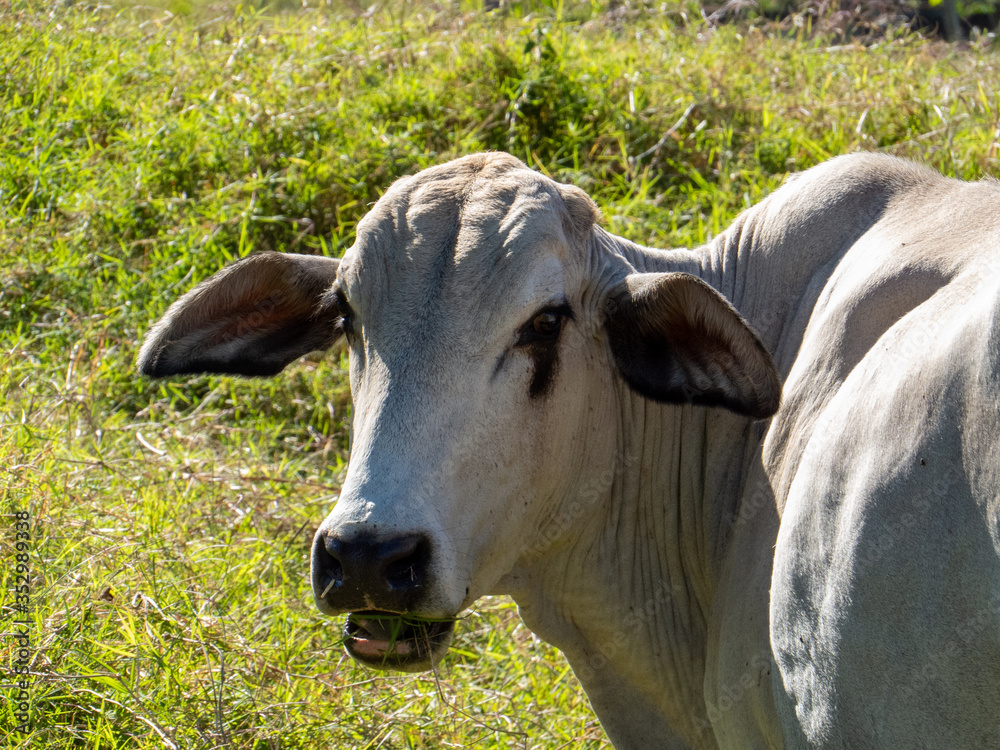 closeup of Nellore cattle in pasture by the lake. Nelore closeup of Nellore cattle in pasture by the lake. Nelore