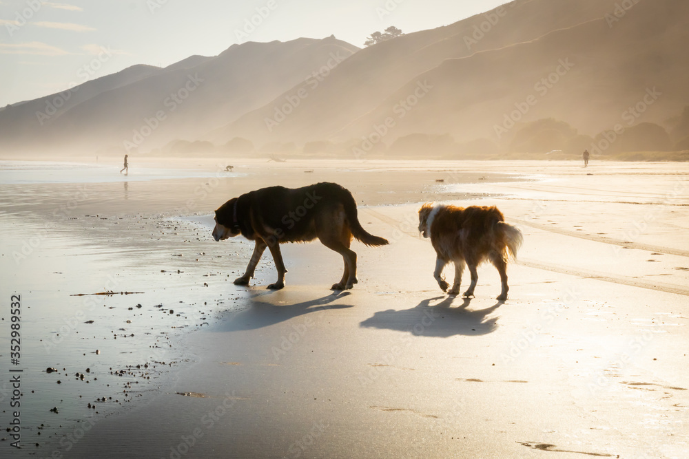 Two dogs in silhouette walking on wet sand in summer haze at sunset, Makorori Beach, Gisborne, New Zealand 