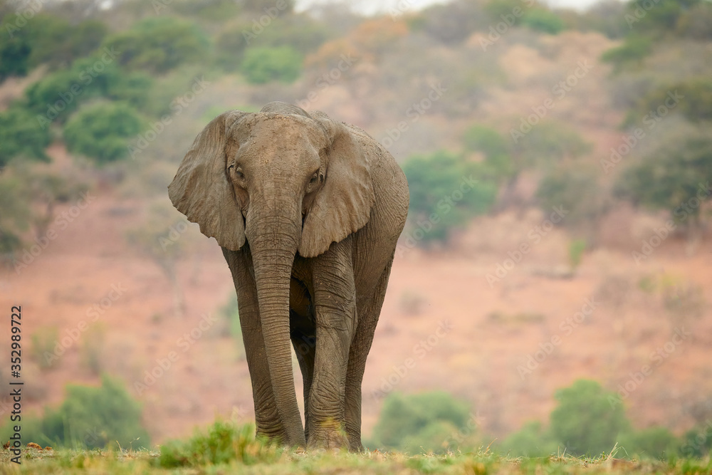 Fototapeta premium African elephant Loxodonta africana) photographed frontally.