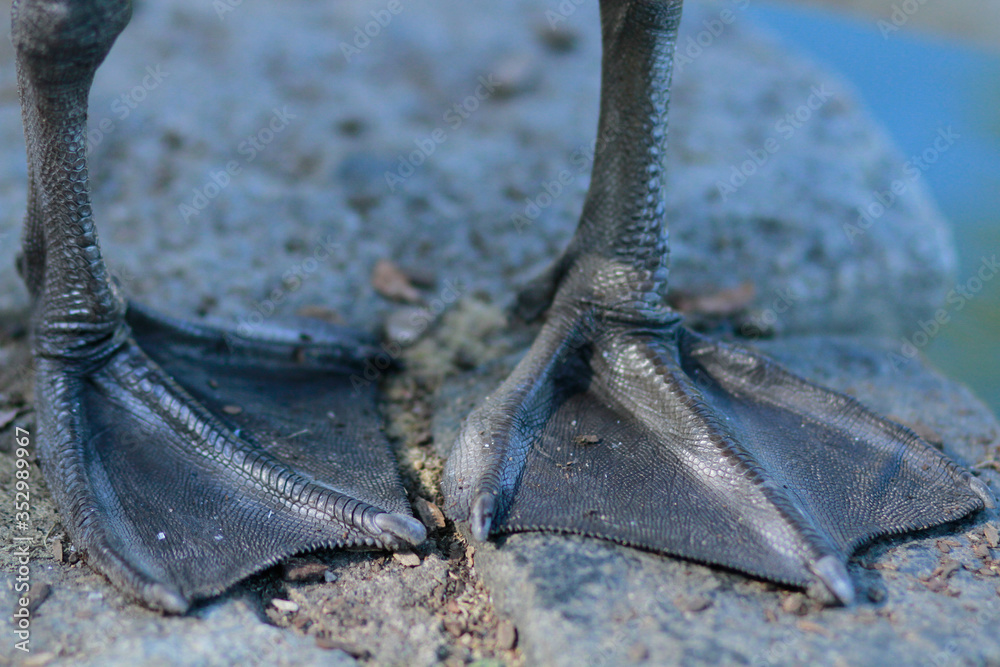 Fototapeta premium Goose feet closeup