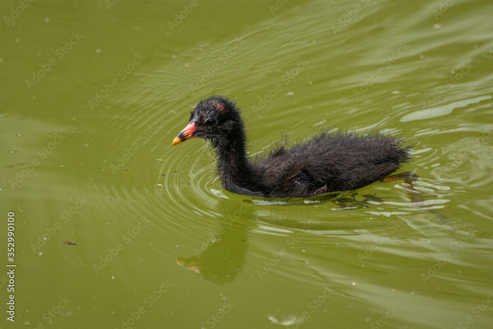 Fototapeta premium Common gallinule chick swimming in green water