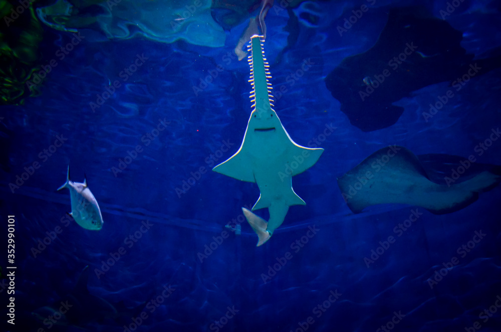 Fototapeta premium hammerhead shark in the ocean 