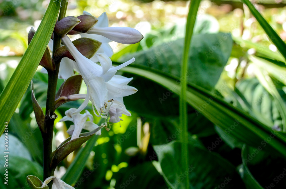Zoom on white flowers Zoom on white flowers