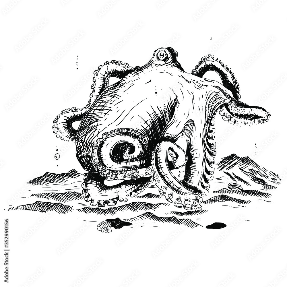 Pulpo-Blanco-negro
