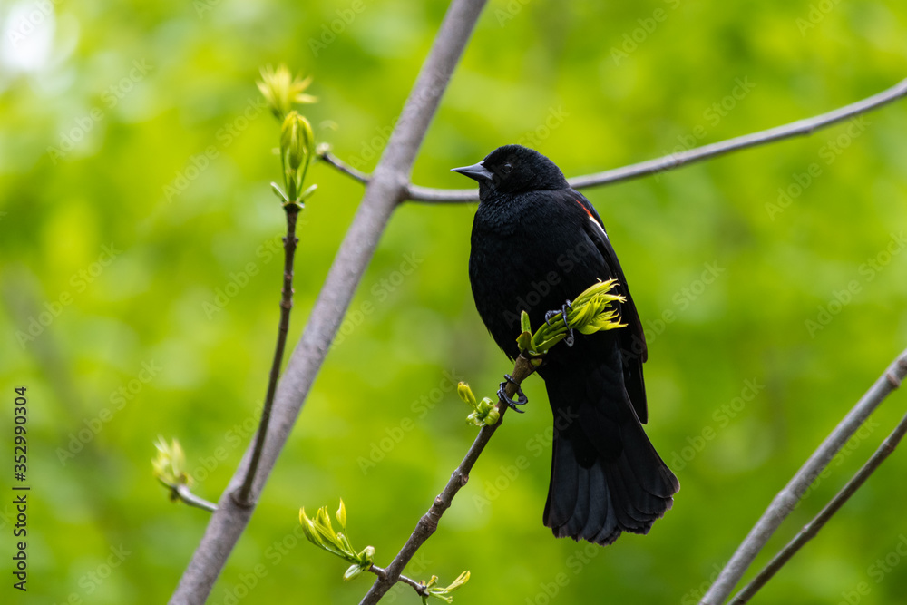 Fotografie Red-winged blackbird perched on branch