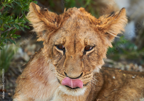 Lion cub  Panthera leo 