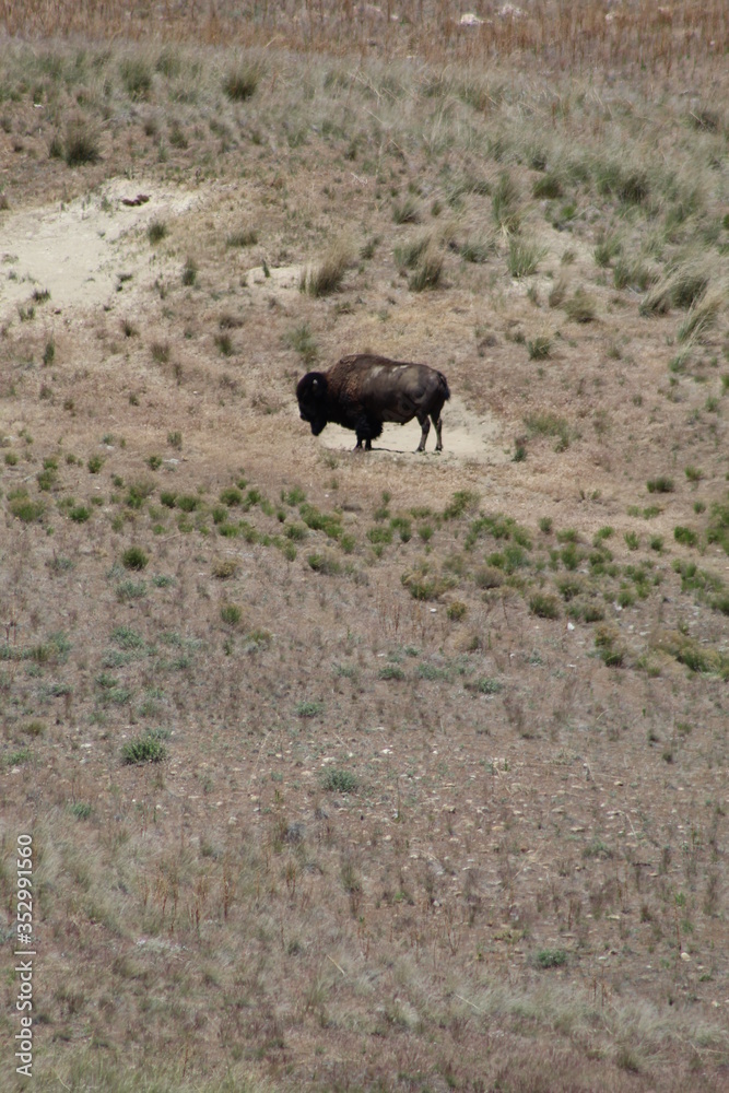 Bison Bison