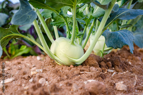Green Kohlrabi ( German turnip cabbage ) in garden bed in vegetable field. Kohlrabi cabbage plant ready to harvest, fresh and ripe.